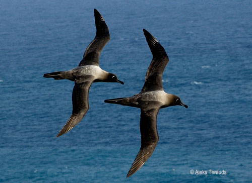 Light-mantled sooty albatross by Aleks Terauds